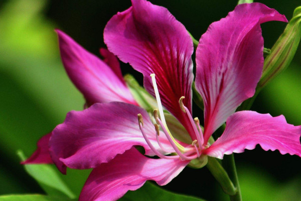 紫荊花樹(shù)什么時(shí)候扦插