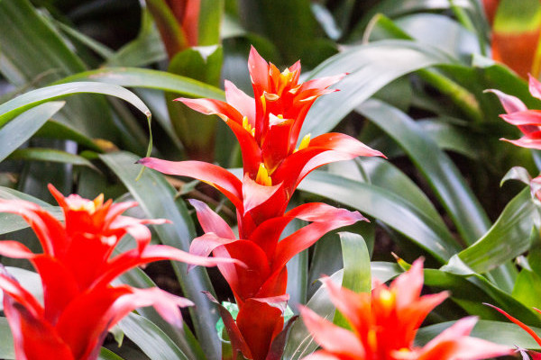 家里養(yǎng)鴻運當頭有毒嗎