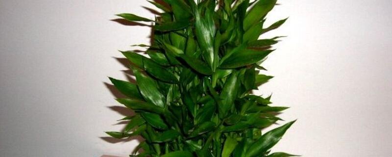 富貴竹的養(yǎng)殖方法和注意事項