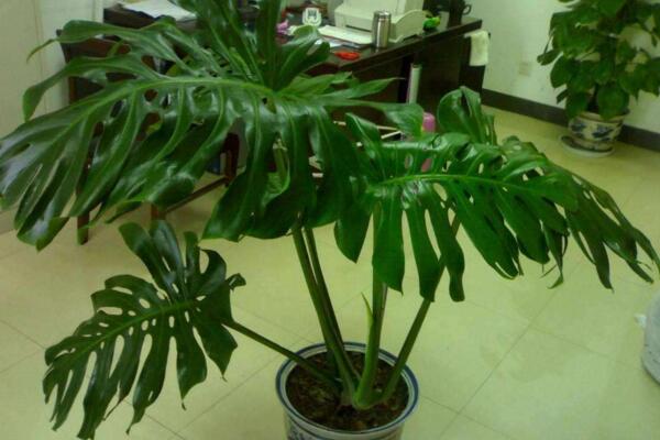 春羽和龜背竹哪個(gè)好，龜背竹的作用更加全面