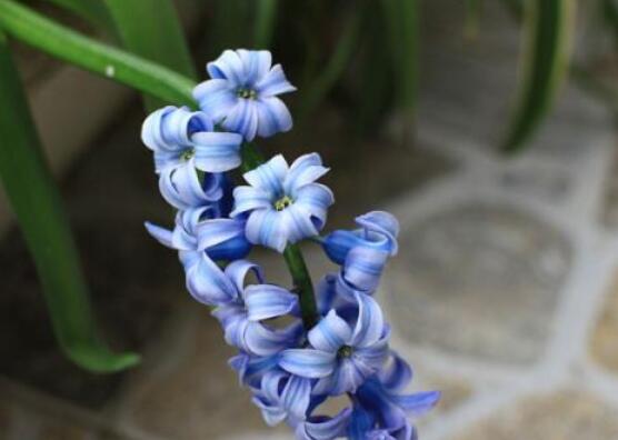 家里養(yǎng)風(fēng)信子好嗎，好/美化家居環(huán)境、凈化空氣