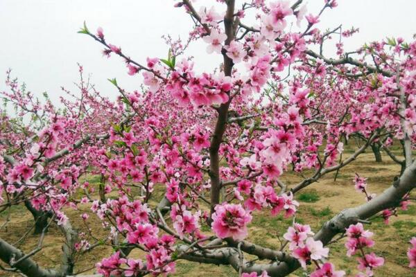 盆栽桃花的養(yǎng)殖方法，保證土壤、環(huán)境適宜
