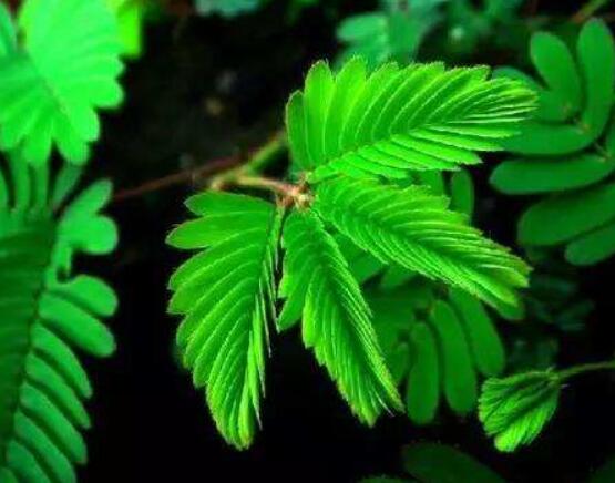 含羞草能在家里養(yǎng)嗎，不適合/頭發(fā)、眉毛嚴重脫落