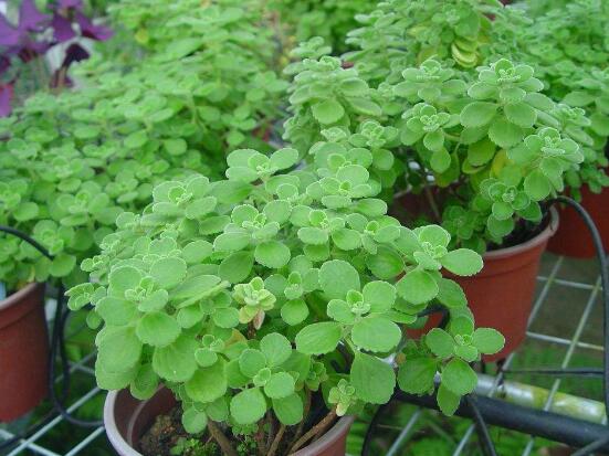 碰碰香有毒嗎，碰碰香一碰就芳香怡人