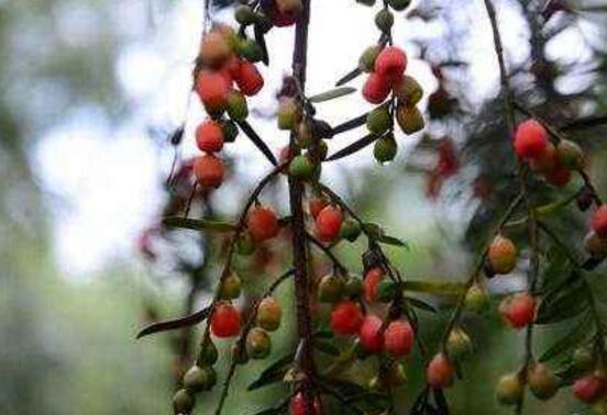 紅豆杉掉葉子是什么原因，六大辦法恢復(fù)茂盛