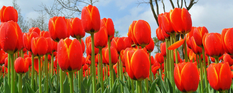 郁金香不經過冷凍能發(fā)芽嗎