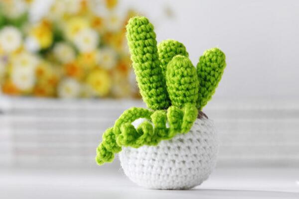 仙人掌開花有什么寓意嗎，代表著奇跡與希望