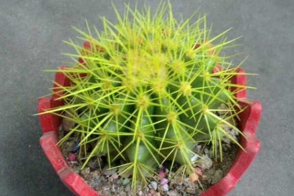 仙人球吸收甲醛嗎，其實(shí)仙人球吸收甲醛能力一般