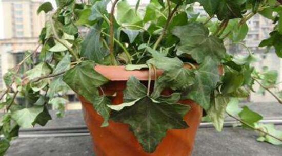 怎樣讓常春藤長得快，教你六個要點生長枝繁葉茂