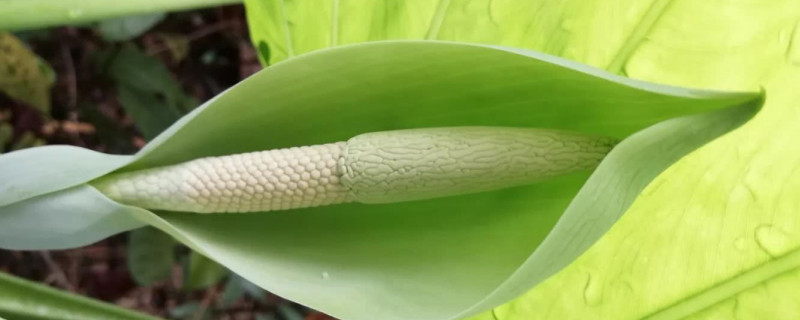 滴水觀音夏天怎么養(yǎng)