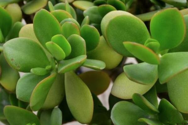 玉樹怎么養(yǎng)護，玉樹的四季養(yǎng)護方法