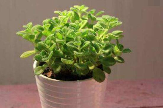 碰碰香的繁殖與養(yǎng)護，扦插繁殖存活率最高/肥水光照充足