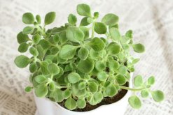 碰碰香有毒嗎，無毒但部分人對(duì)香味過敏