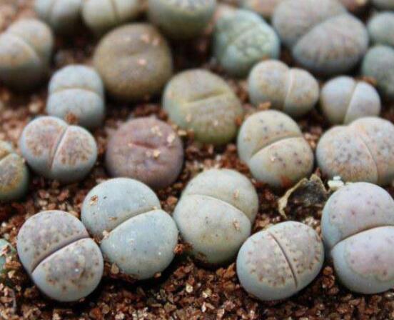 生石花移植方法，做好六點基本步驟成功率百分百