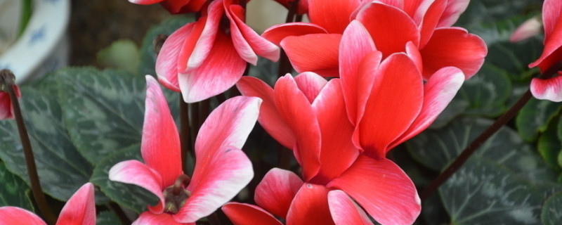 仙客來凍蔫了怎么辦