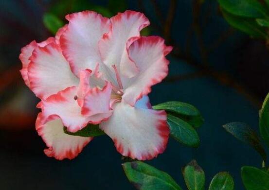 仙客來葉子蔫了怎么辦，主要由最直觀三種原因?qū)е? src="/nongchan/d/file/20201223/b54srjaxlur.jpg" / data-ffdy="yc739q"></strong></p>
<p data-gR4Y="BZ4IqX">
	當(dāng)仙客來發(fā)生病蟲害時(shí)候，可能一些病害花友不容易發(fā)覺。例如灰霉病，根腐病，就是直接侵害枝葉，導(dǎo)致出現(xiàn)發(fā)焉。還有一些蟲害，例如棉蚜、桃蚜等，就是吸食汁液，最后使葉子逐漸發(fā)黃發(fā)焉。</p>
<p data-wWSg="6LkOBB">
	<img alt=