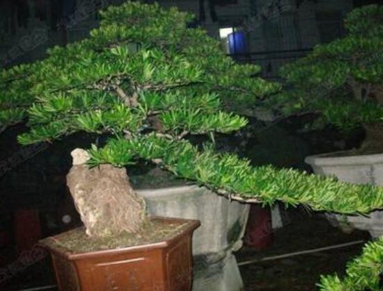 羅漢松施肥技巧，只需要五個步驟養(yǎng)的郁郁蔥蔥