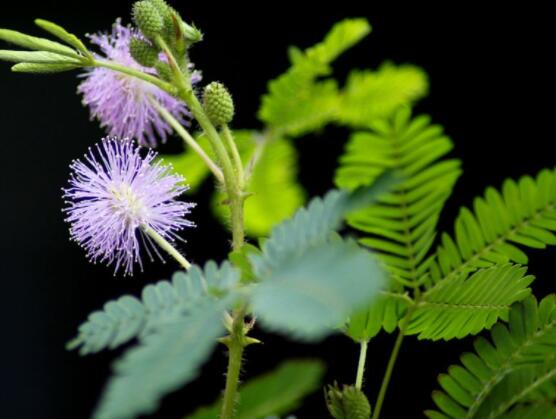 羞草怎么種，浸種晾干、覆土4厘米深(15天生根發(fā)芽)