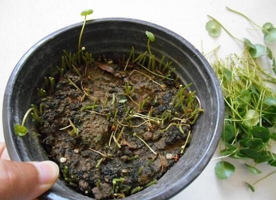 銅錢(qián)草怎么修剪，銅錢(qián)草剪掉葉子能活嗎