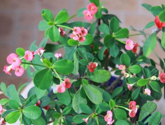 虎刺梅的養(yǎng)殖方法，老農(nóng)總結(jié)六大最實(shí)用基本養(yǎng)殖技巧