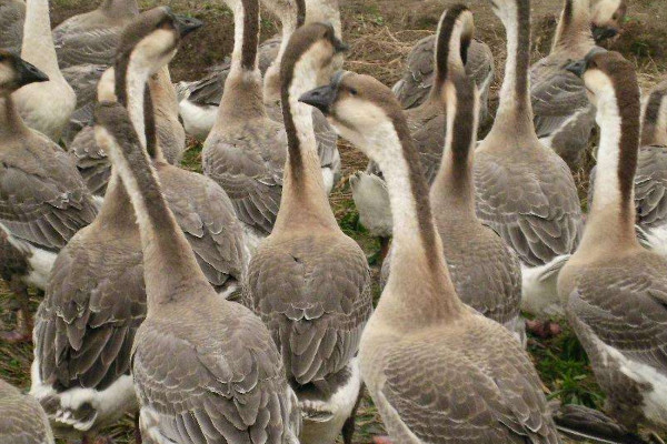 養(yǎng)鵝技術(shù)和疾病預(yù)防