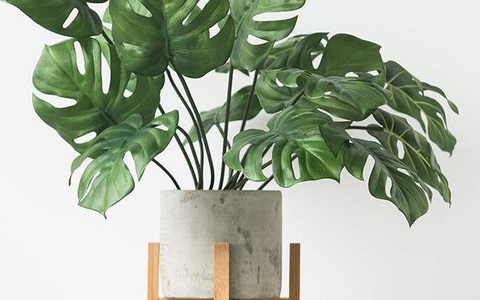 龜背竹放客廳風(fēng)水好嗎，對事業(yè)有助/對愛情有削弱的作用