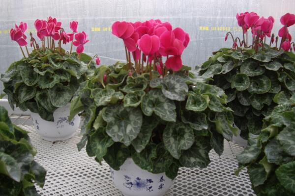 仙客來繁殖方法圖解，三種方法可供選擇（播種/切莖/組織培養(yǎng)）