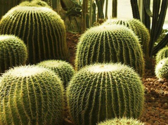 仙人球用什么肥料，鉀、磷肥為主，氮肥為輔