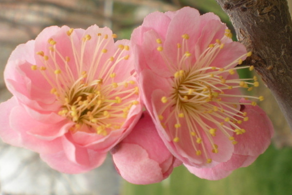 梅花的養(yǎng)殖方法和注意事項(xiàng)