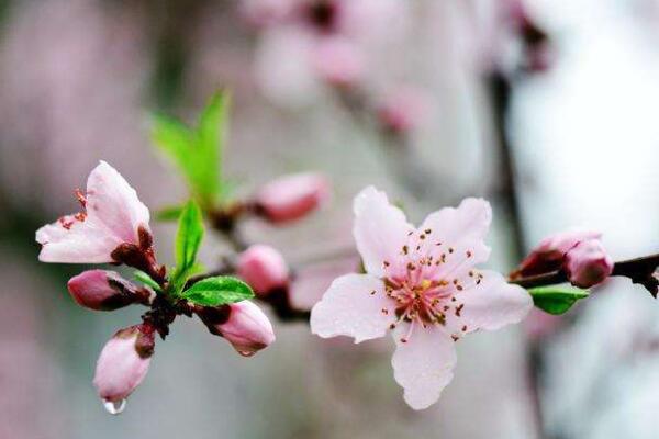 桃花盆栽養(yǎng)殖方法，忌使用堿土進(jìn)行養(yǎng)護(hù)