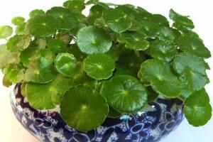 銅錢草的風水作用是什么，銅錢草的功效與作用