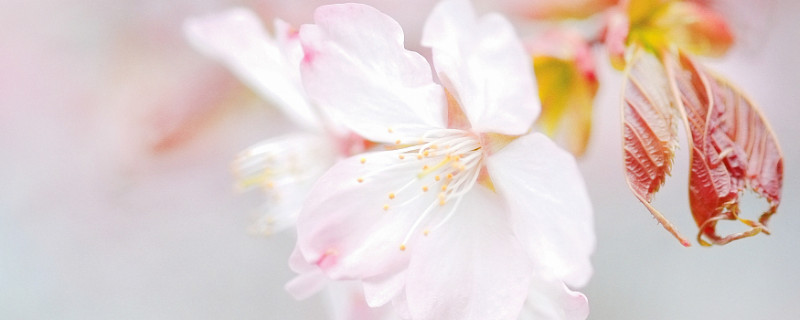 日本櫻花什么時(shí)候開(kāi)