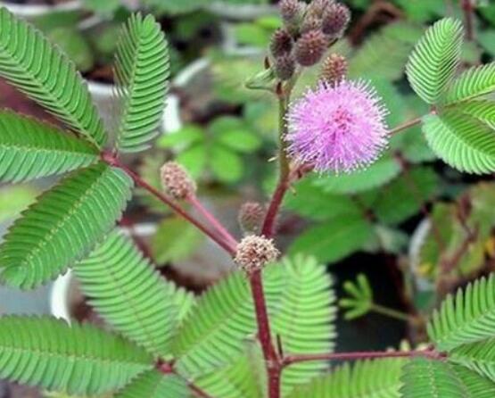 養(yǎng)含羞草對(duì)人體有害嗎，含有輕微的毒性/無(wú)害(放心養(yǎng)殖)