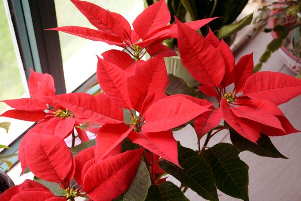 一品紅好養(yǎng)嗎，老農(nóng)總結(jié)一品紅養(yǎng)殖5大要點