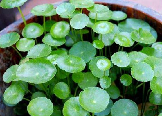 銅錢草水培變黃怎么辦，做好六大要點(diǎn)變得青翠碧綠