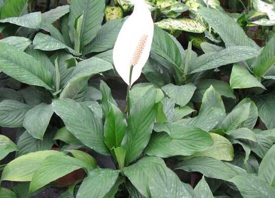 一帆風(fēng)順用什么水澆，澆池塘水、淘米水生長(zhǎng)最快