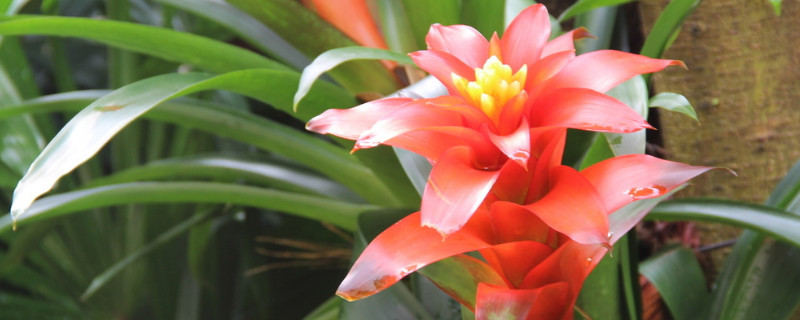 鴻運(yùn)當(dāng)頭花期過后怎么剪怎么管理