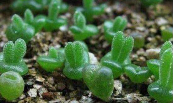 多肉碧光環(huán)種子種植，老農(nóng)總結(jié)最簡(jiǎn)單易學(xué)六點(diǎn)基本步驟