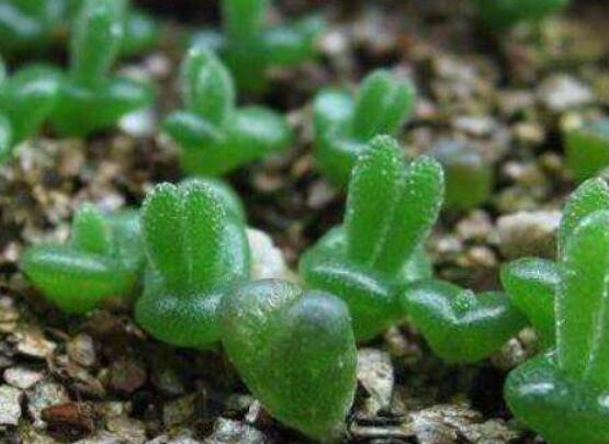 碧光環(huán)怎么播種，做好五個(gè)步驟三天快速發(fā)芽