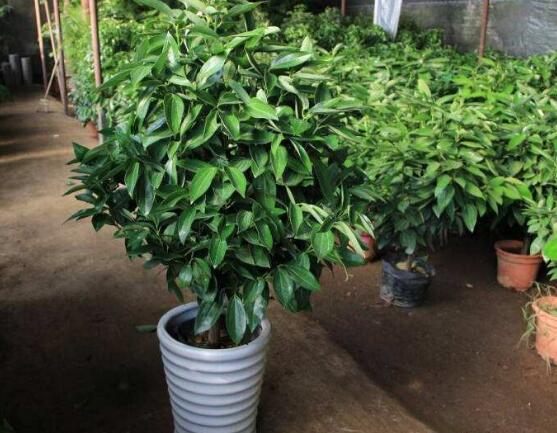 平安樹圖片大全，凈化空氣，矯正異味