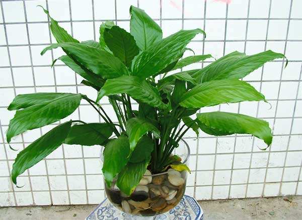 一帆風(fēng)順可以水養(yǎng)嗎，水培的重點(diǎn)在于氧氣、營(yíng)養(yǎng)以及陽(yáng)光