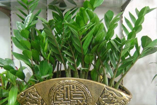 金錢(qián)樹(shù)能在室外過(guò)冬嗎