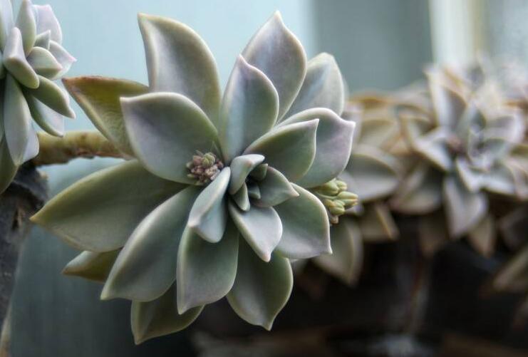 如何養(yǎng)寶石花，寶石花的四季養(yǎng)護方法介紹