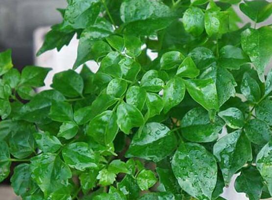 幸福樹水生根技巧，做好四點步驟即可水培爆盆