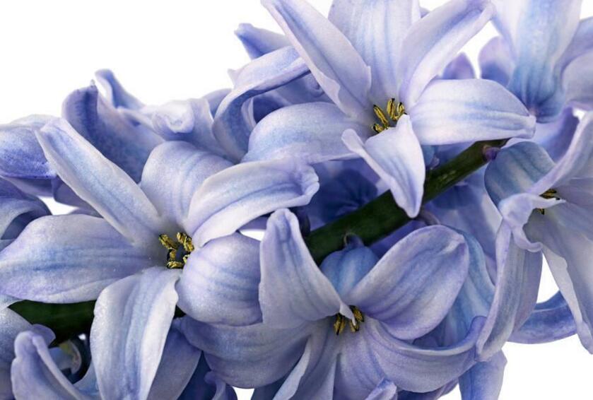 風(fēng)信子花期是什么時(shí)候，不同的品種不同的時(shí)間