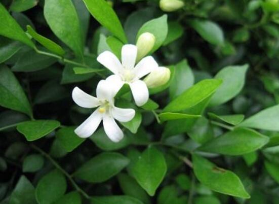 九里香種在家里禁忌，只需要注意四個(gè)要點(diǎn)即可