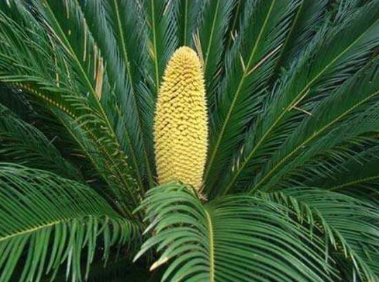 鐵樹(shù)開(kāi)花好不好，象征著幸福、吉祥、富貴