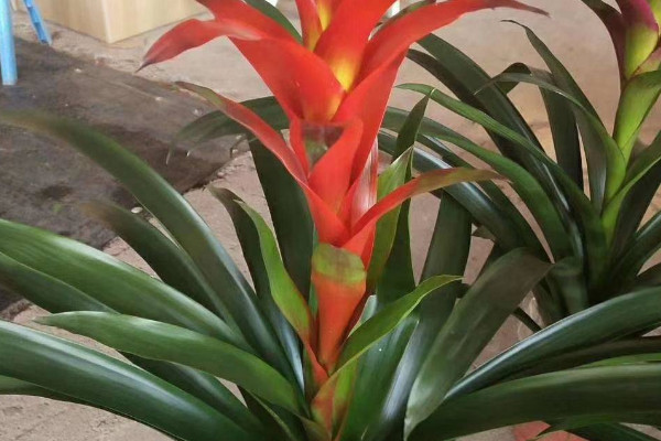 鴻運(yùn)當(dāng)頭春季秋季施什么肥