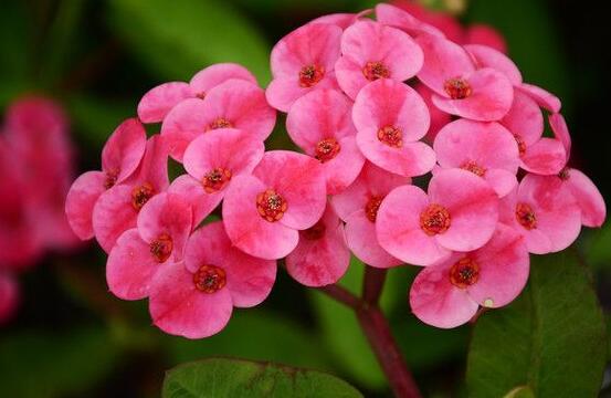 虎刺梅掉葉子怎么辦，四種原因以及解決方法