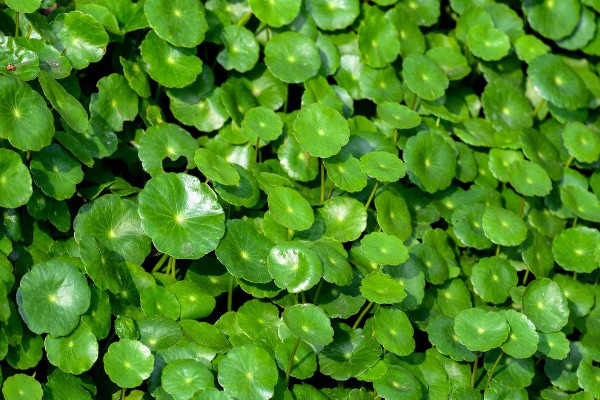 銅錢草葉子發(fā)黃怎么辦